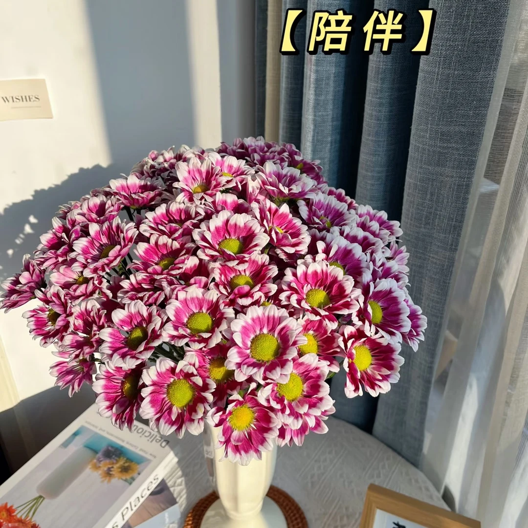 （陪伴小菊）基地直发雏菊鲜花适合家居表白花期长可水养插花