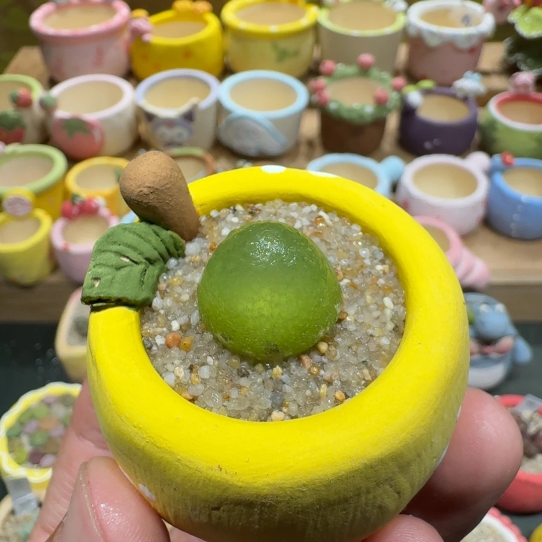 蘑菇1161绿灯泡多肉植物