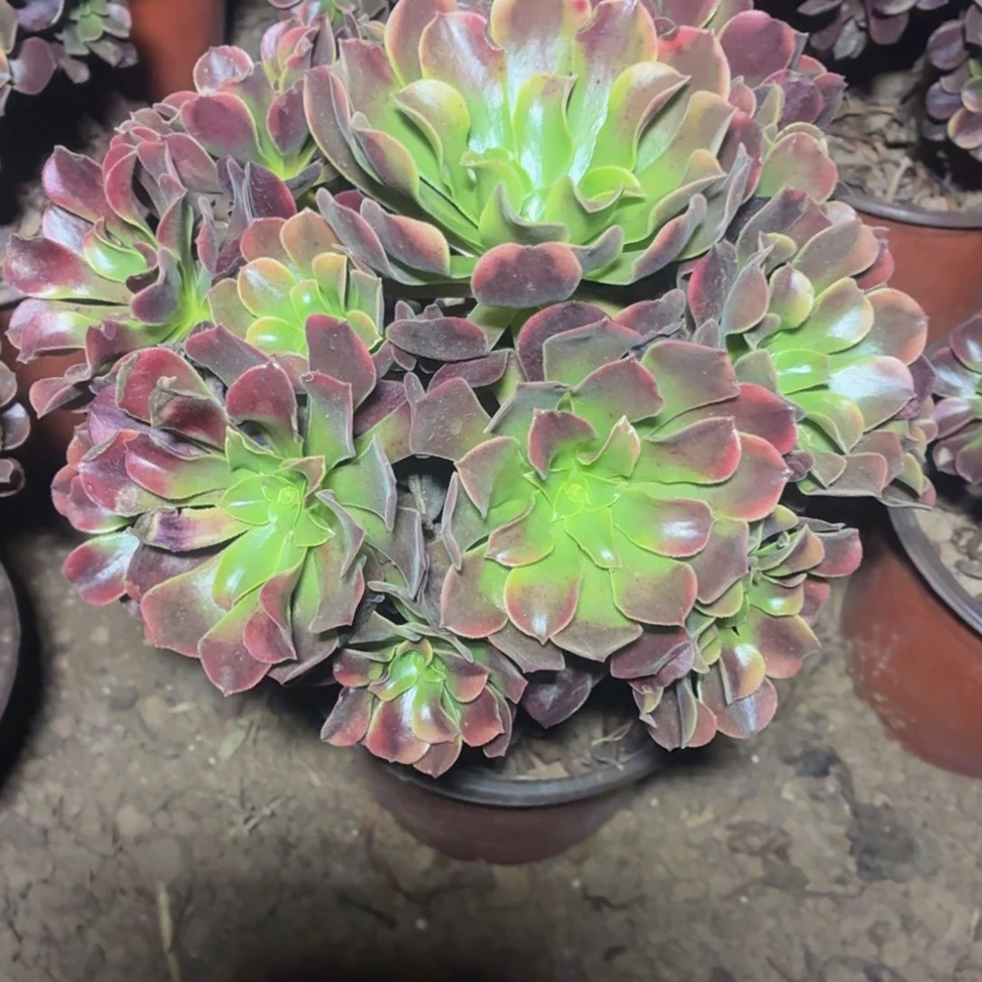 欧佳丽大颗脱土发货10号棚