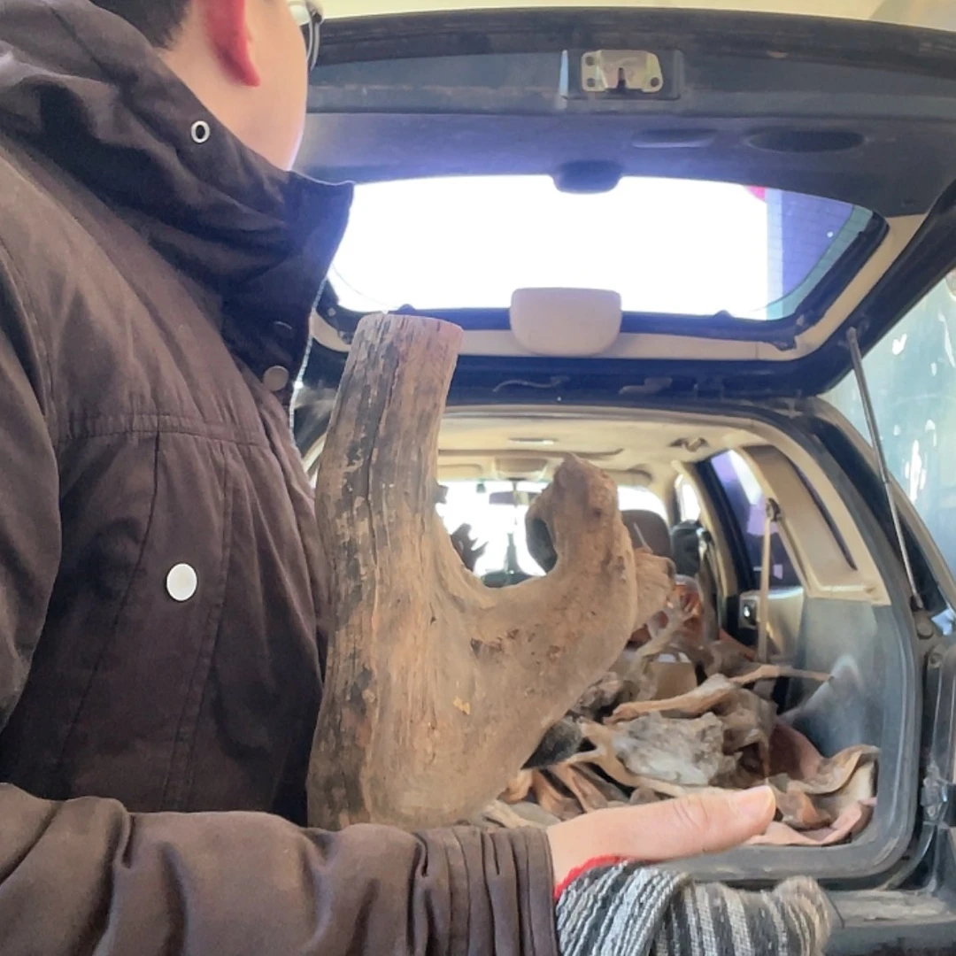 【闪购商品】柏木陈*宝啦咯啦咯啦咯啦咯