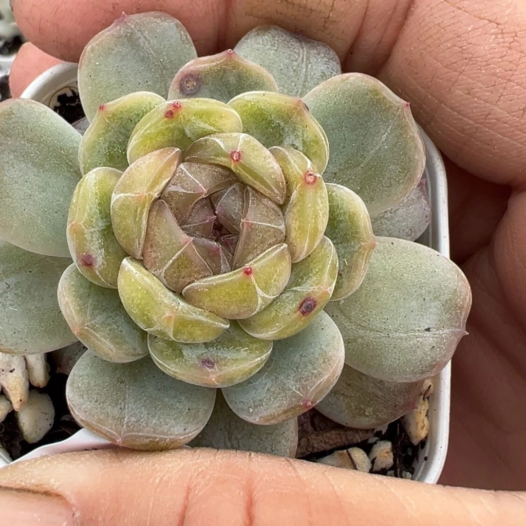 小卡拉米糖心一物一拍2-198