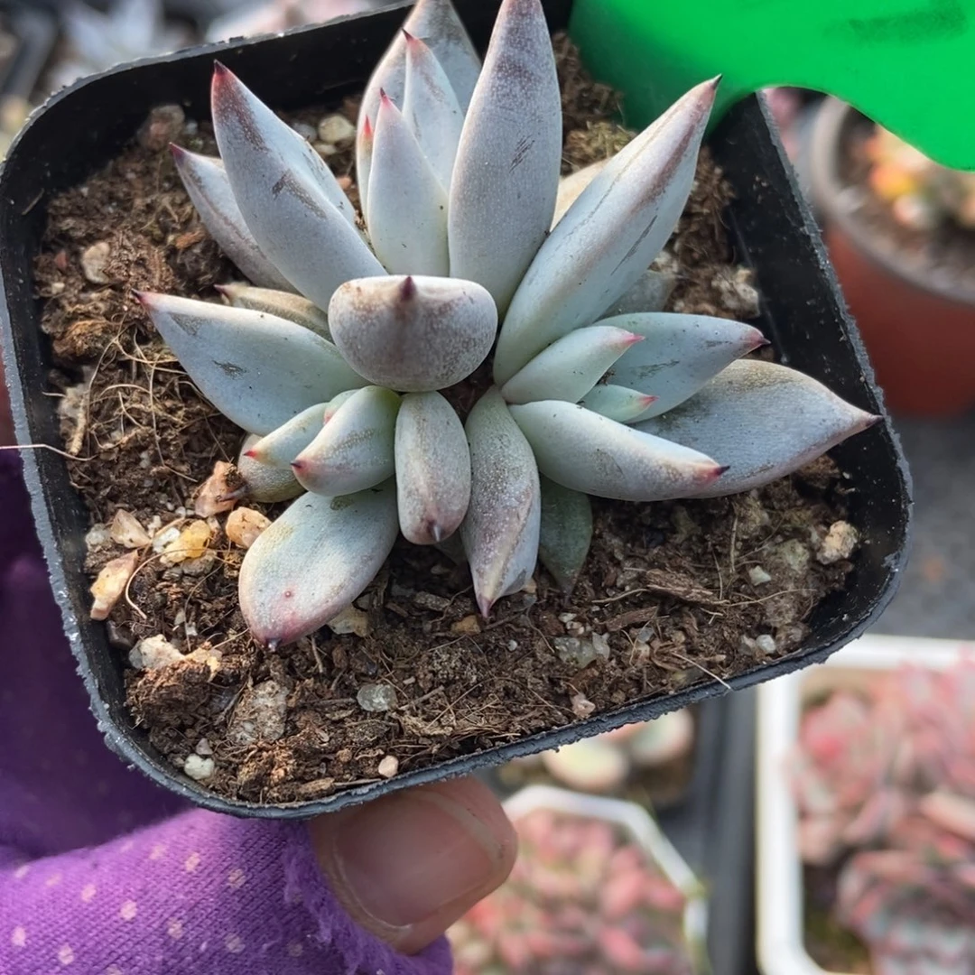 1035魔爪多肉植物