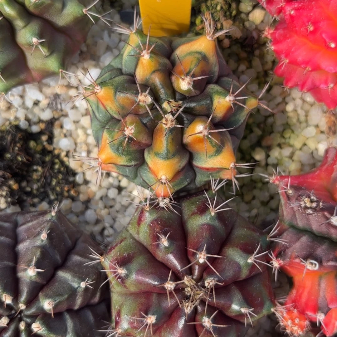 52-1224泰国发货多肉