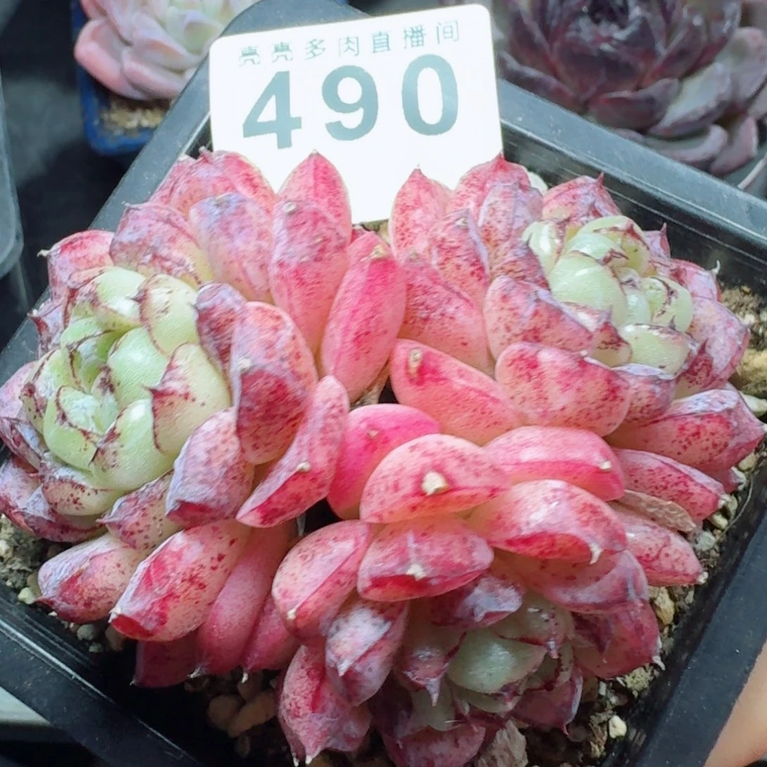 赤水晶      愿你一路坦途，乘风破浪展宏图