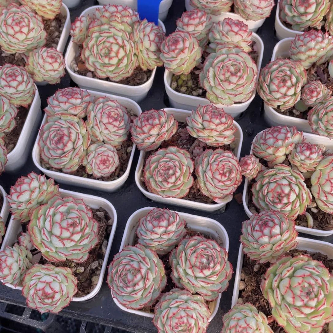 775号 精品小红船小红p多头群一个