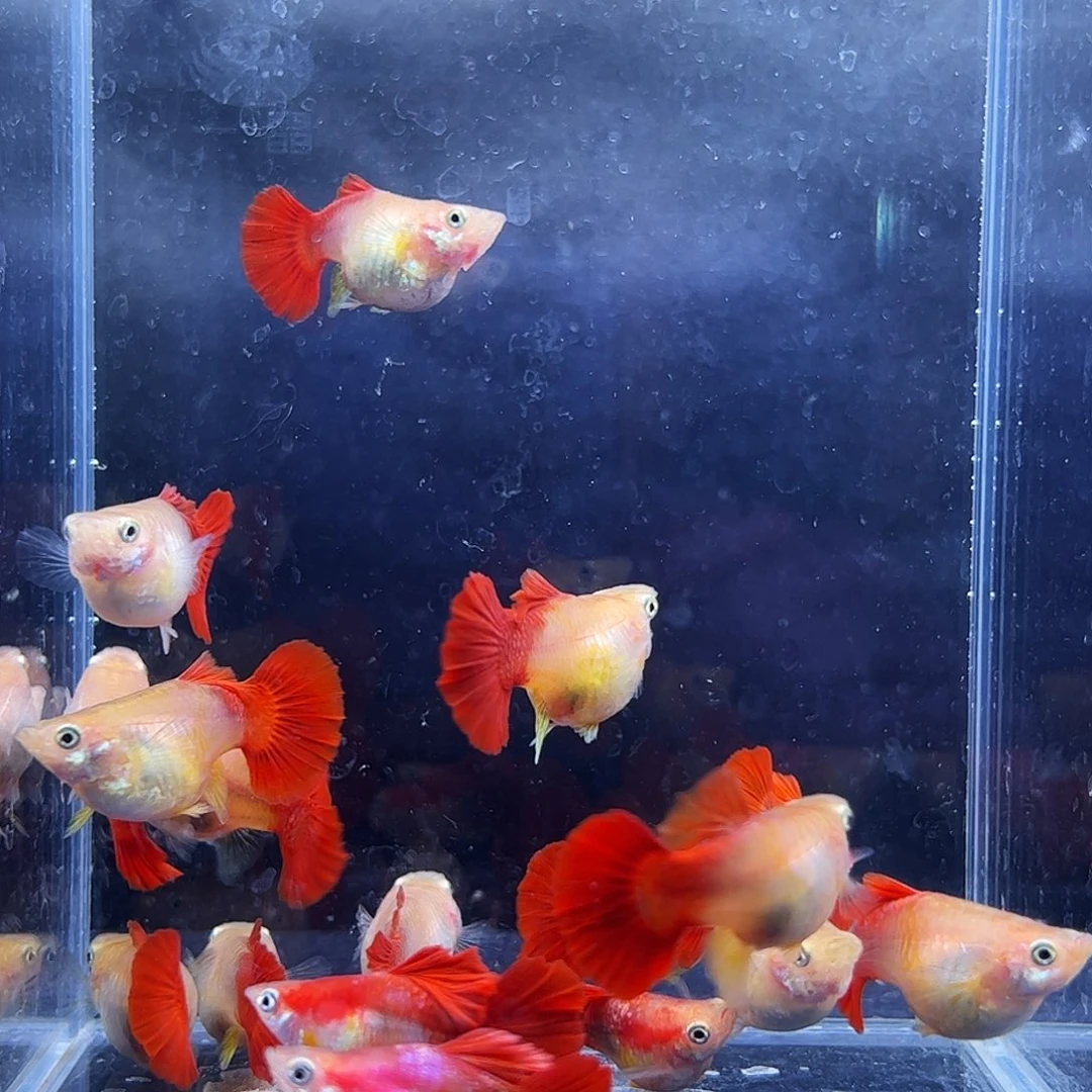 孔雀鱼黄爆球种鱼1对