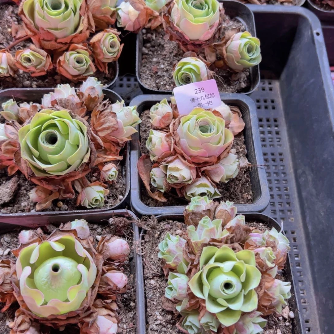 239 侧牙掉了不包损无售后