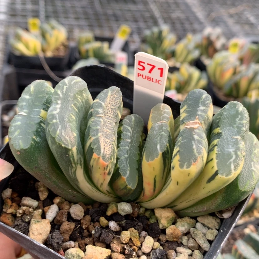 【闪购商品】571赤斑