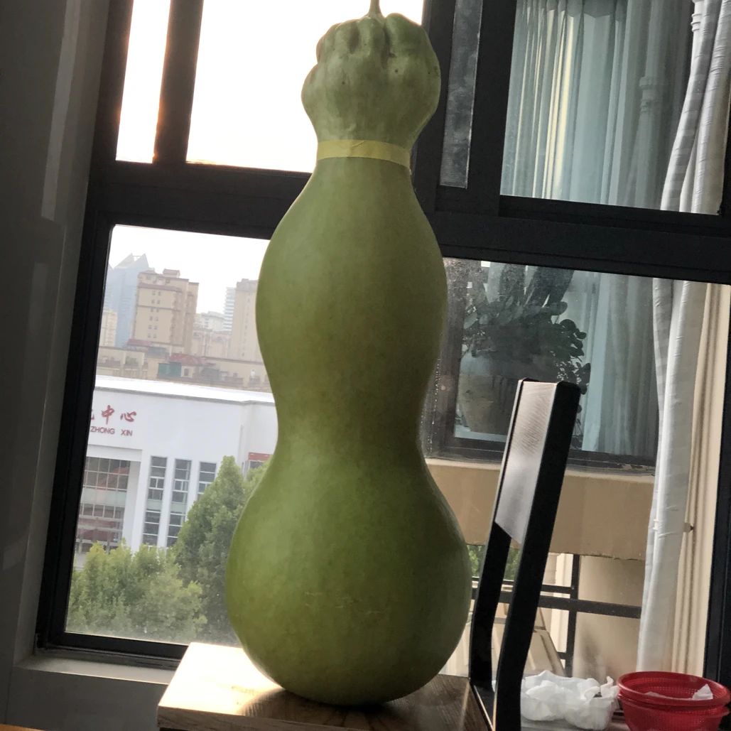 大莲花头种子(10粒)
