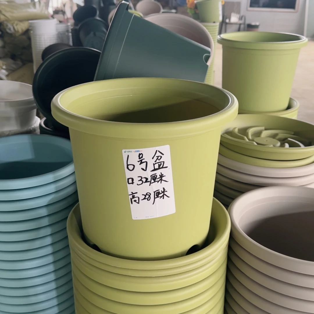 塑料四季6号果绿2个带拖