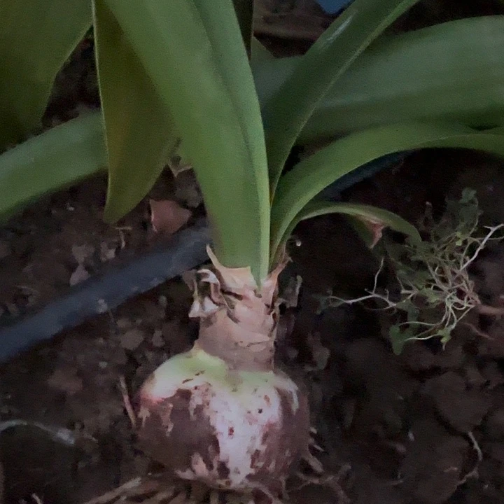 z*z樱桃有标八➕包对版