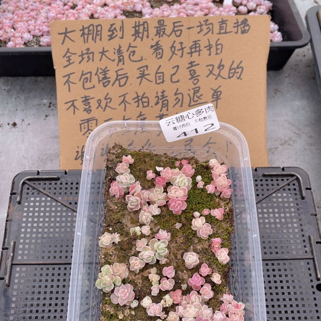 云糖心多肉植物412