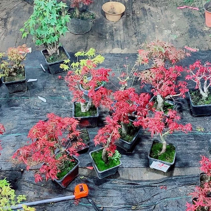 完全开放枫树星星