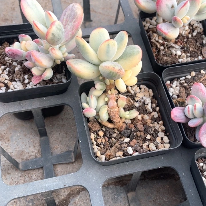 乒乓福锦多肉植物23.8一盆8888888