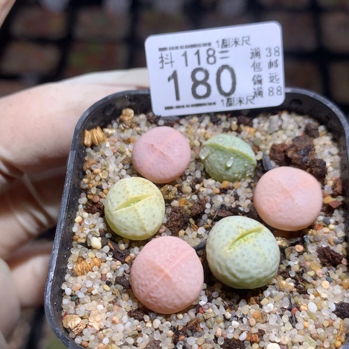 精品生石花118.180