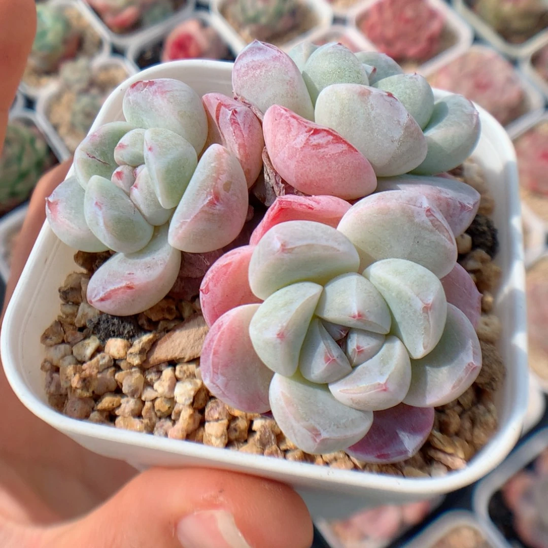 多肉植物。 雪媚娘45