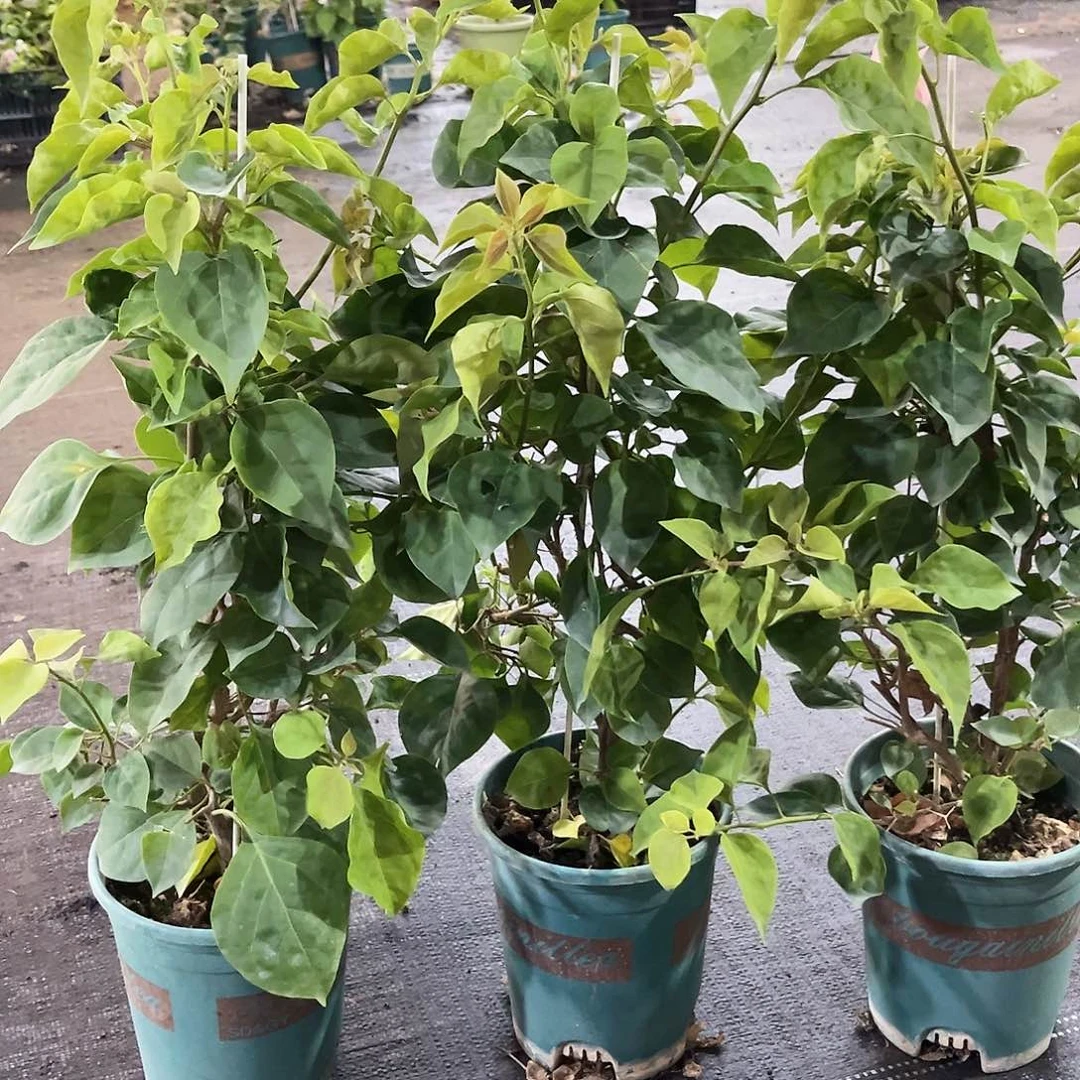 当前无花栽培后可以开花不甜西瓜带竹一颗