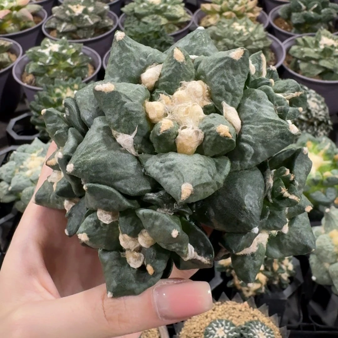 10.3cm青瓷群无根福利