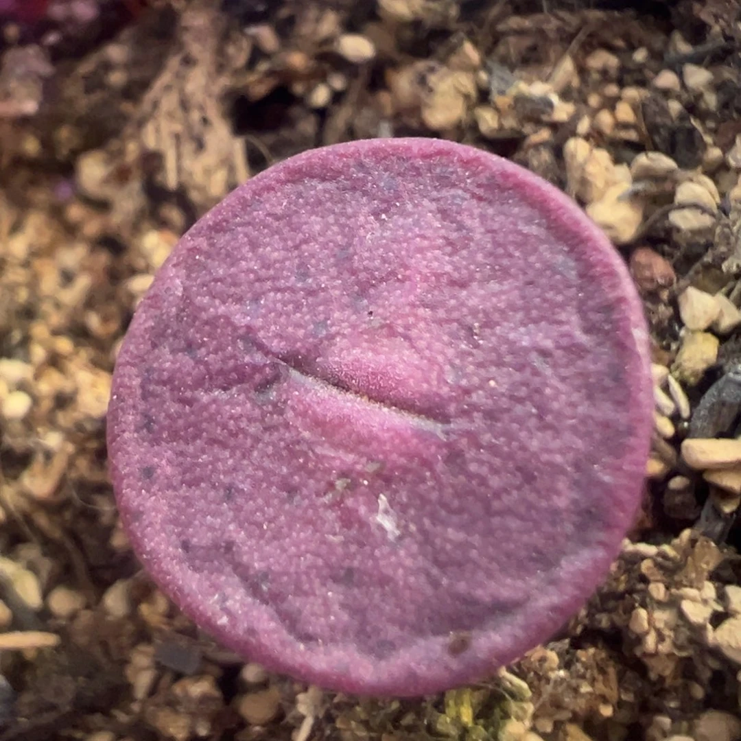 金币金币 肉锥植物