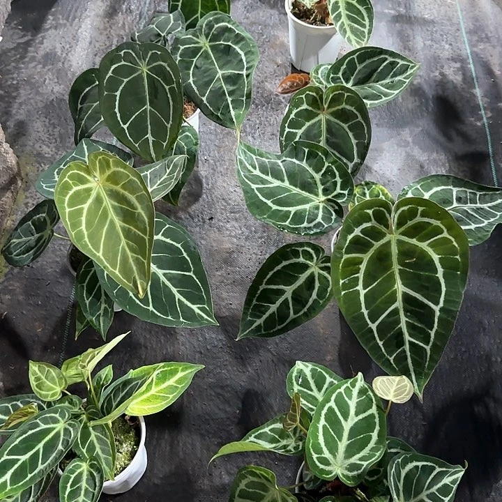 完全开放花烛（不包损）