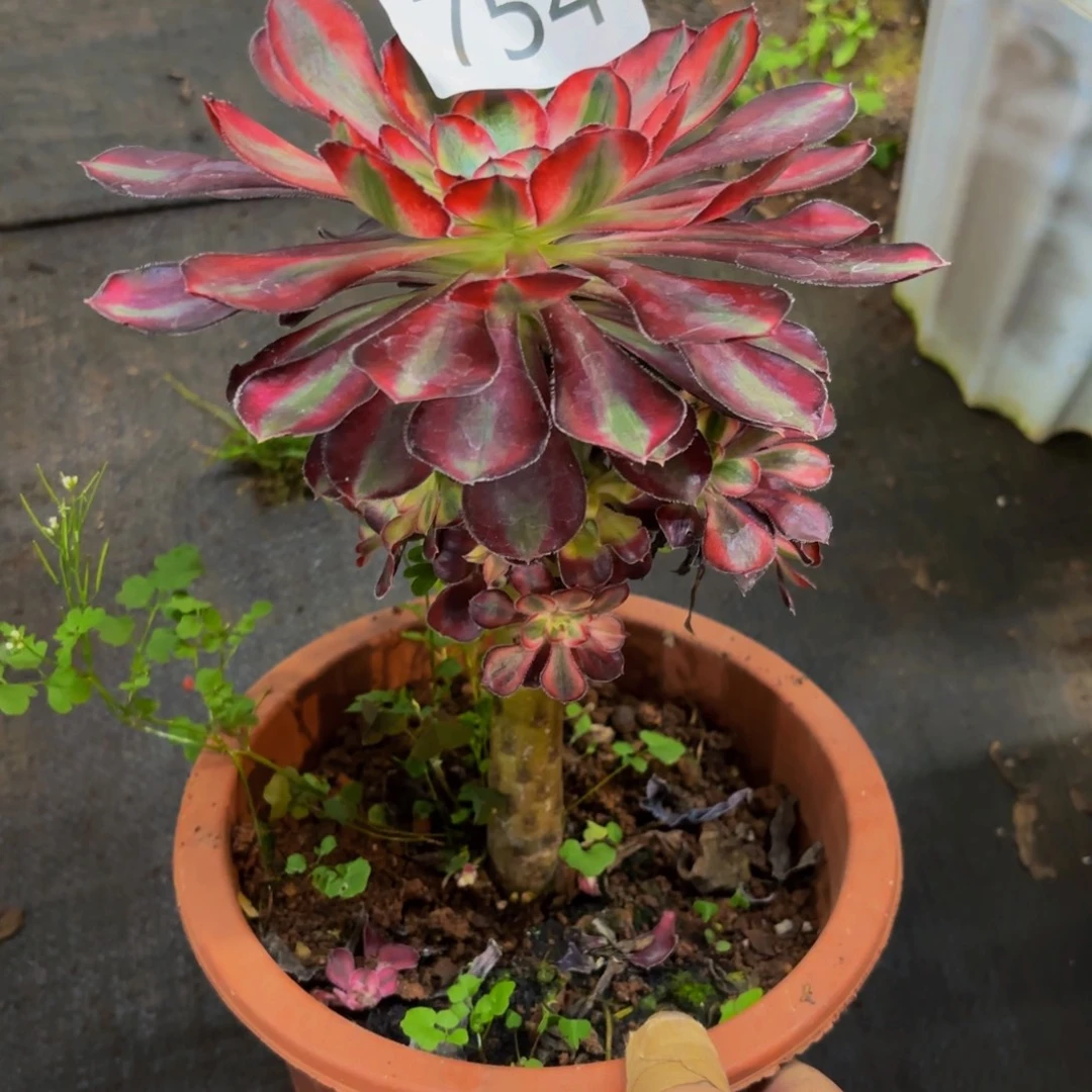 754多肉植物不知名