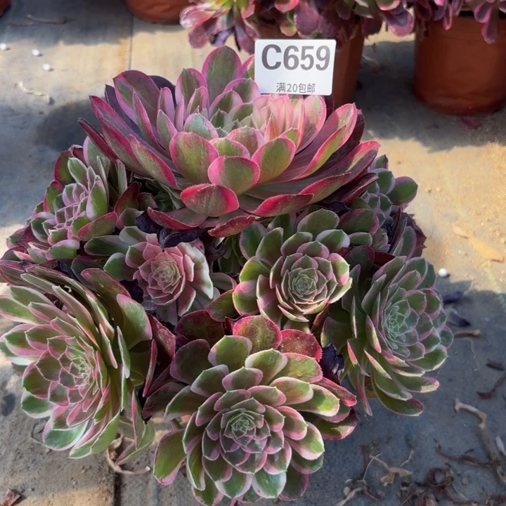 d****n瑞妈多肉植物659