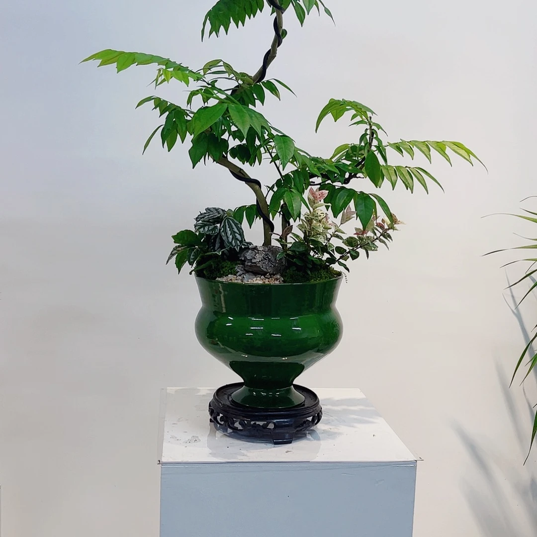 无花朵一物一拍黄花梨