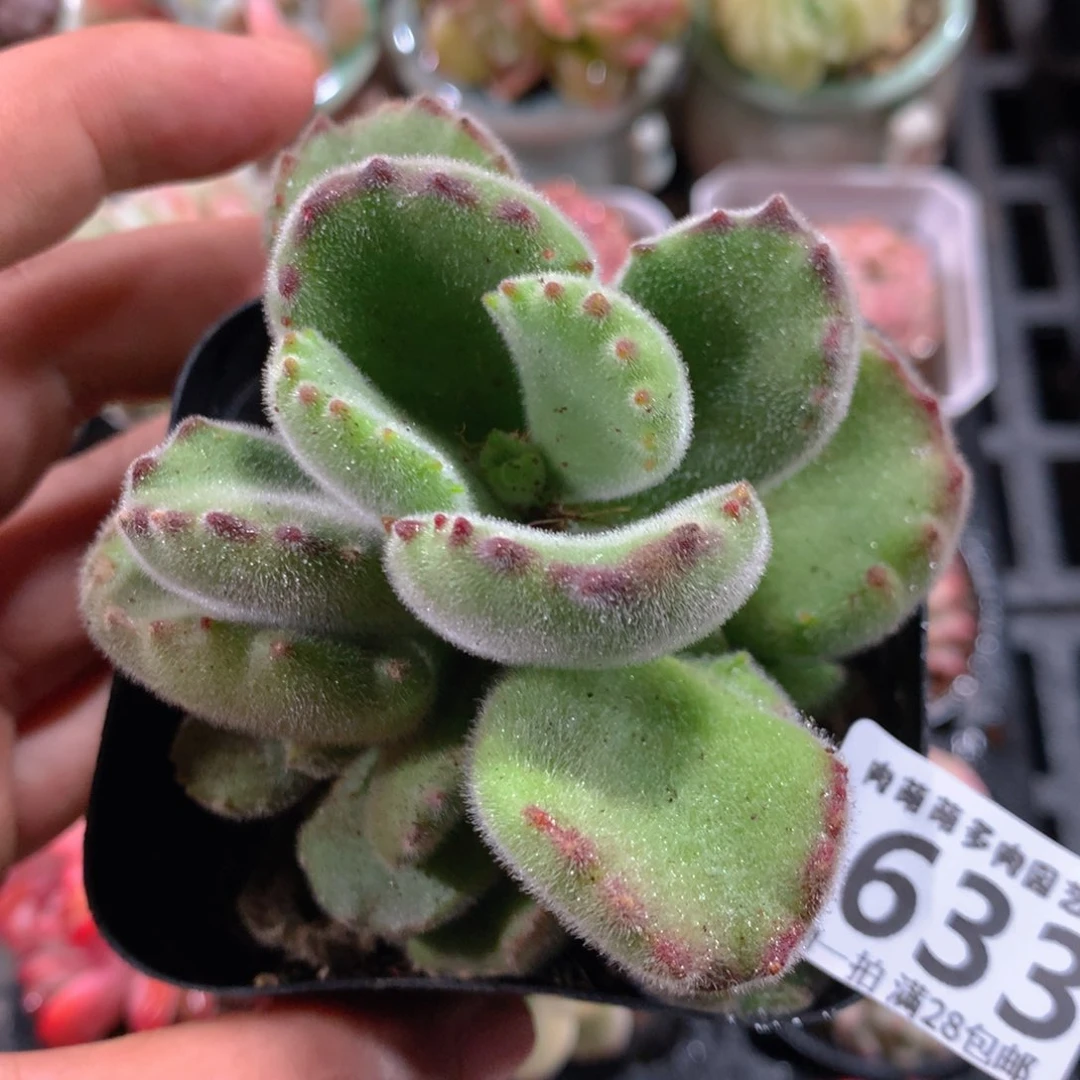 5CM拇指盆精控多肉ZL633