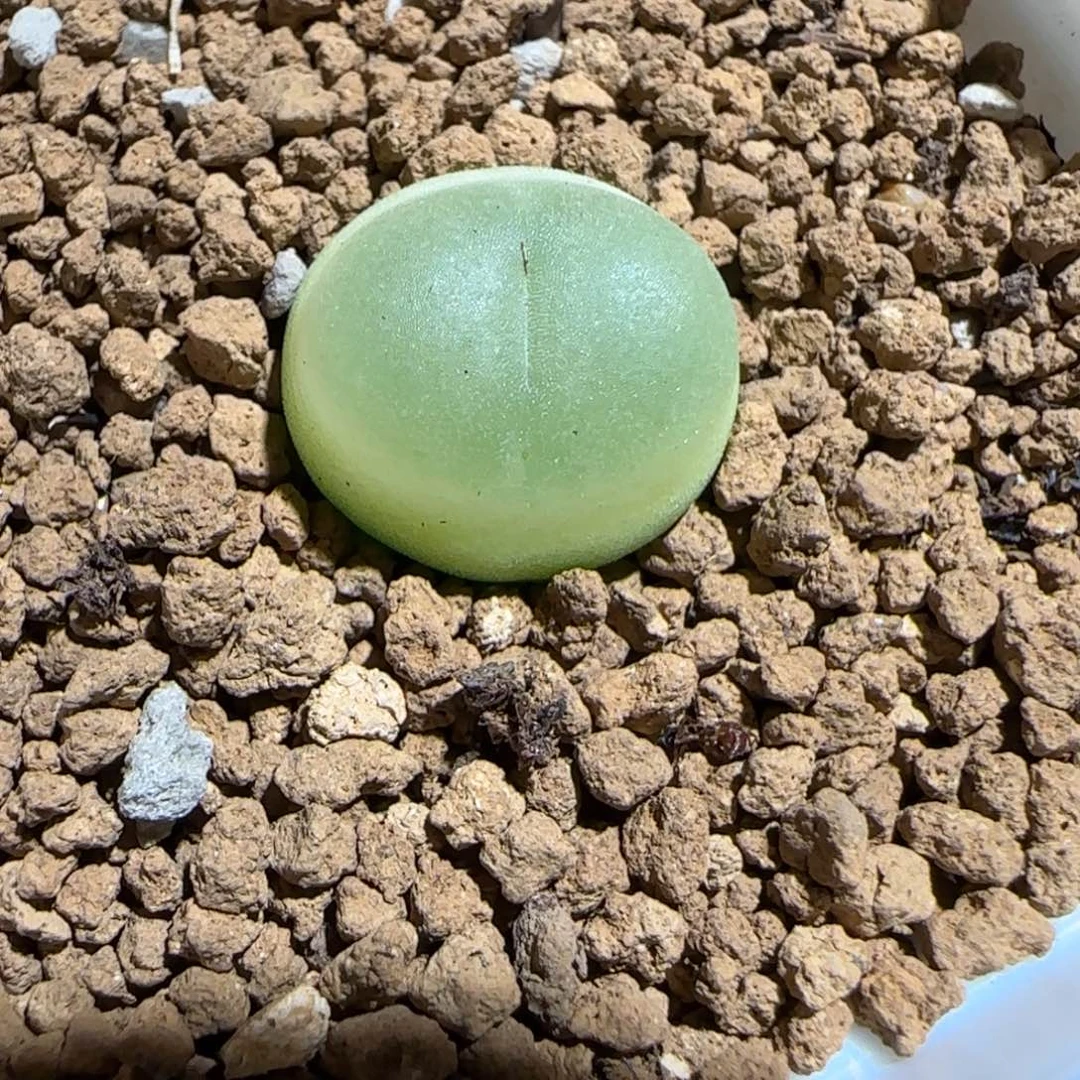 肉锥多肉植物组合-日式拉登404