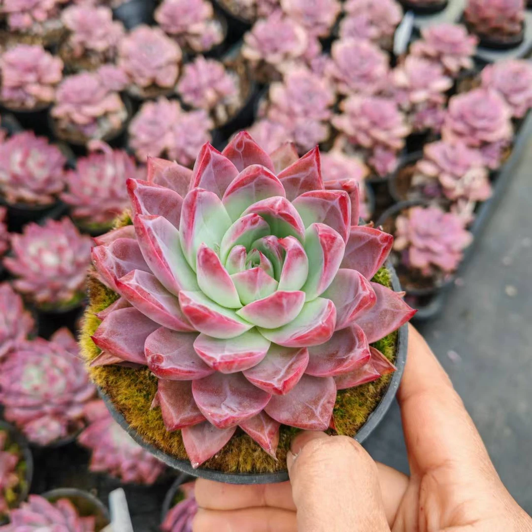 10#初恋情人多肉植物  前男友精品多肉SM1286