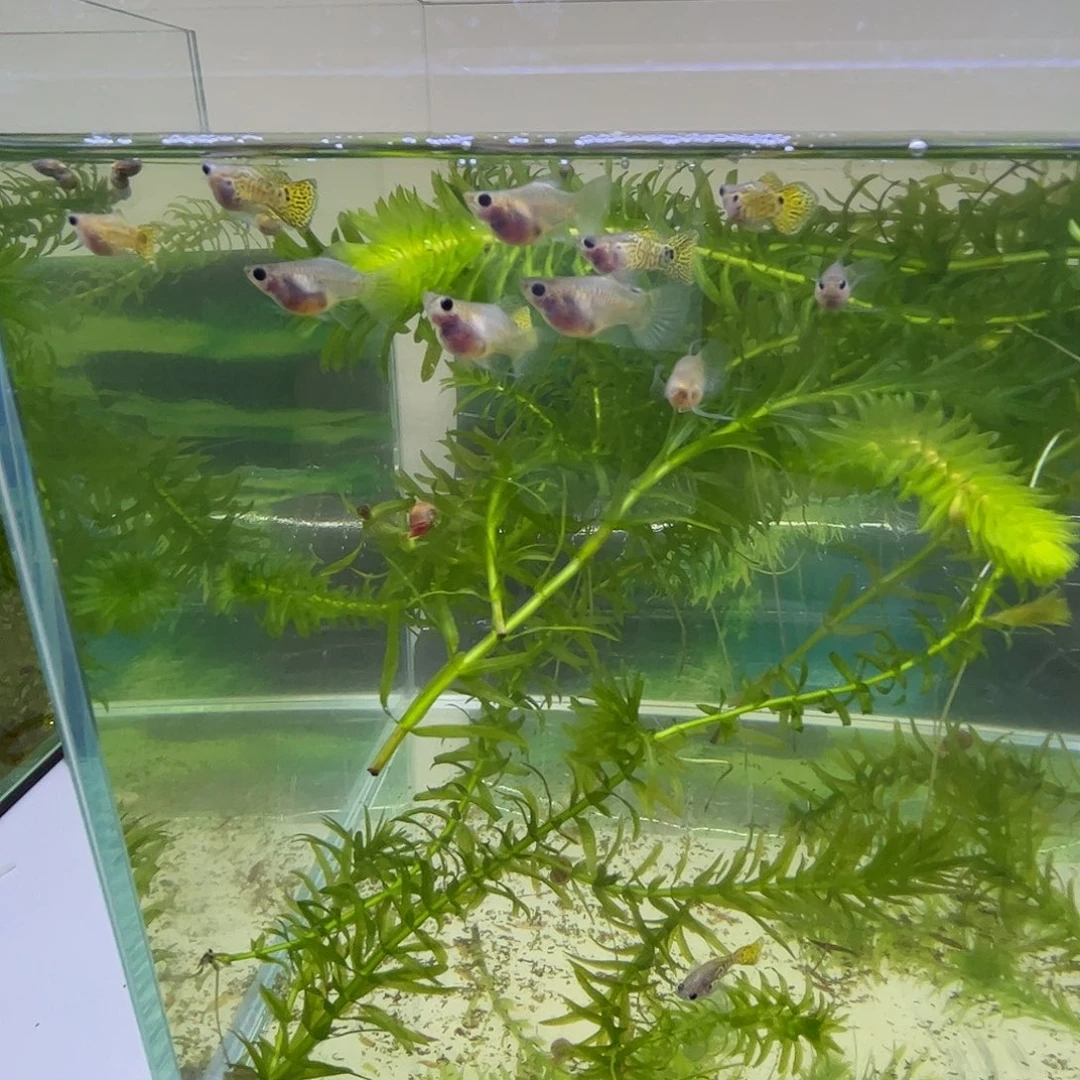 孔雀鱼黑金雷丝球两对