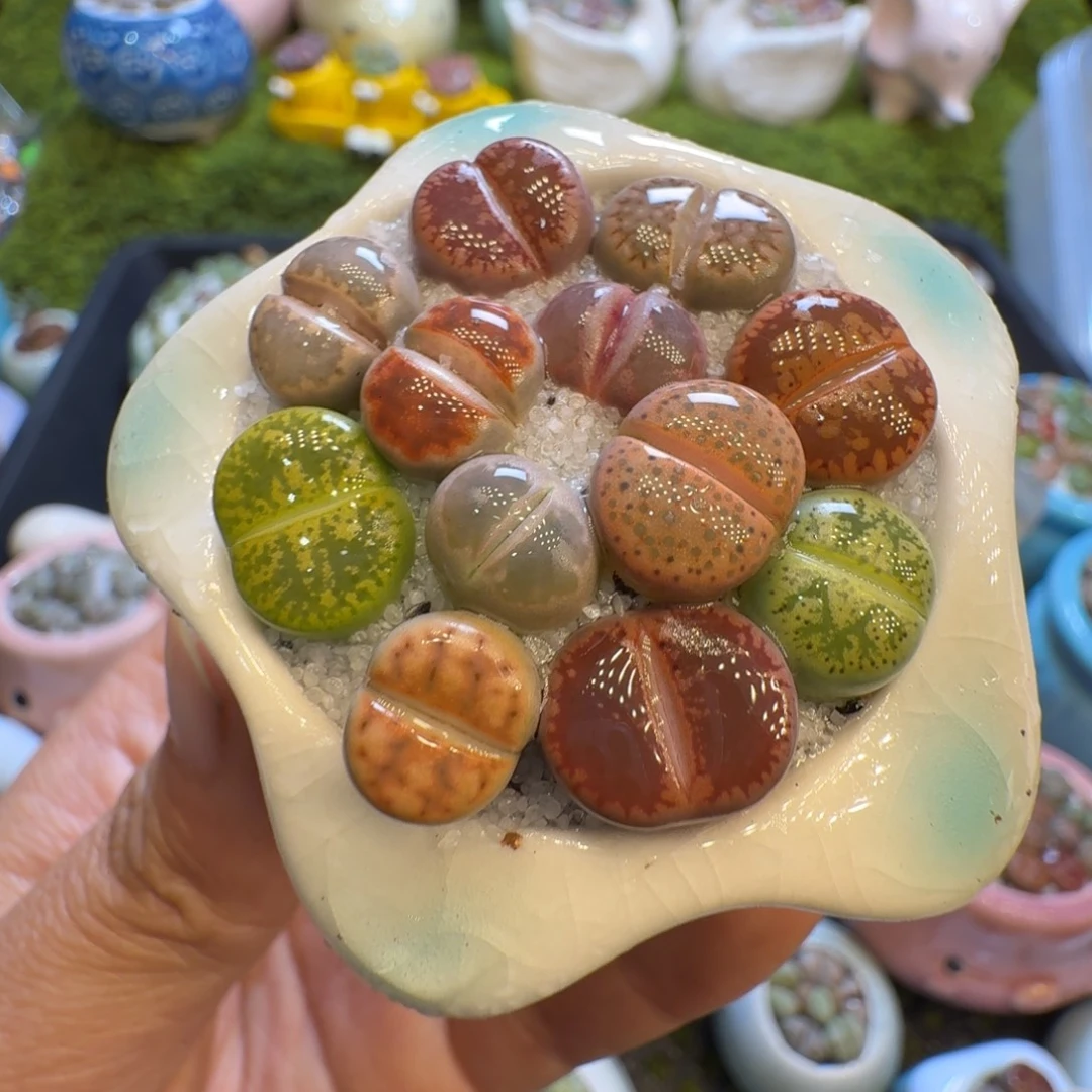 多肉植物福利冲642