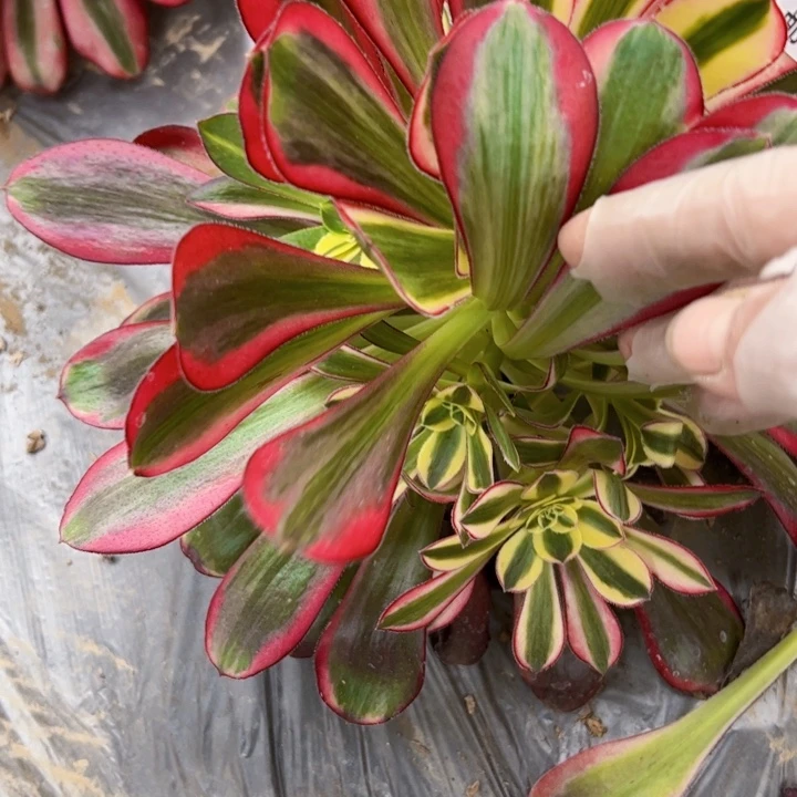 芳*姐0604多肉植物法师法师