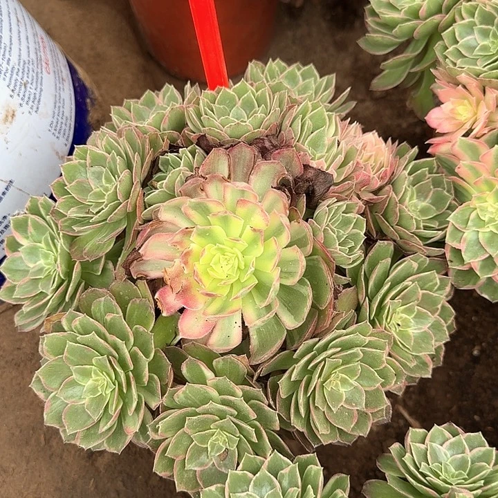 3-8014万花筒多肉法师