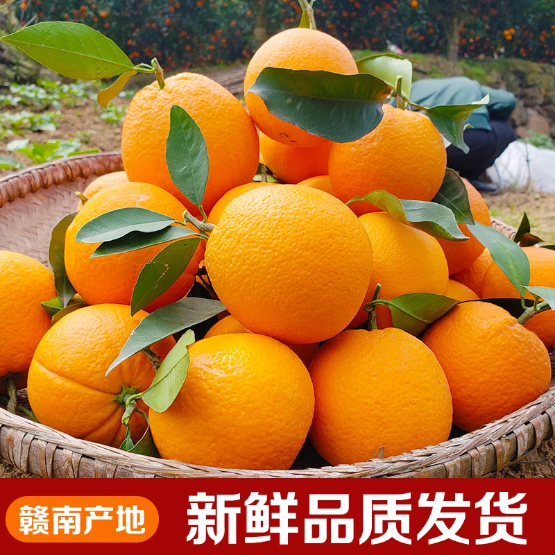 正宗赣南脐橙寻乌现摘新鲜应季水果皮薄脆嫩产地发香甜爆汁彩箱装