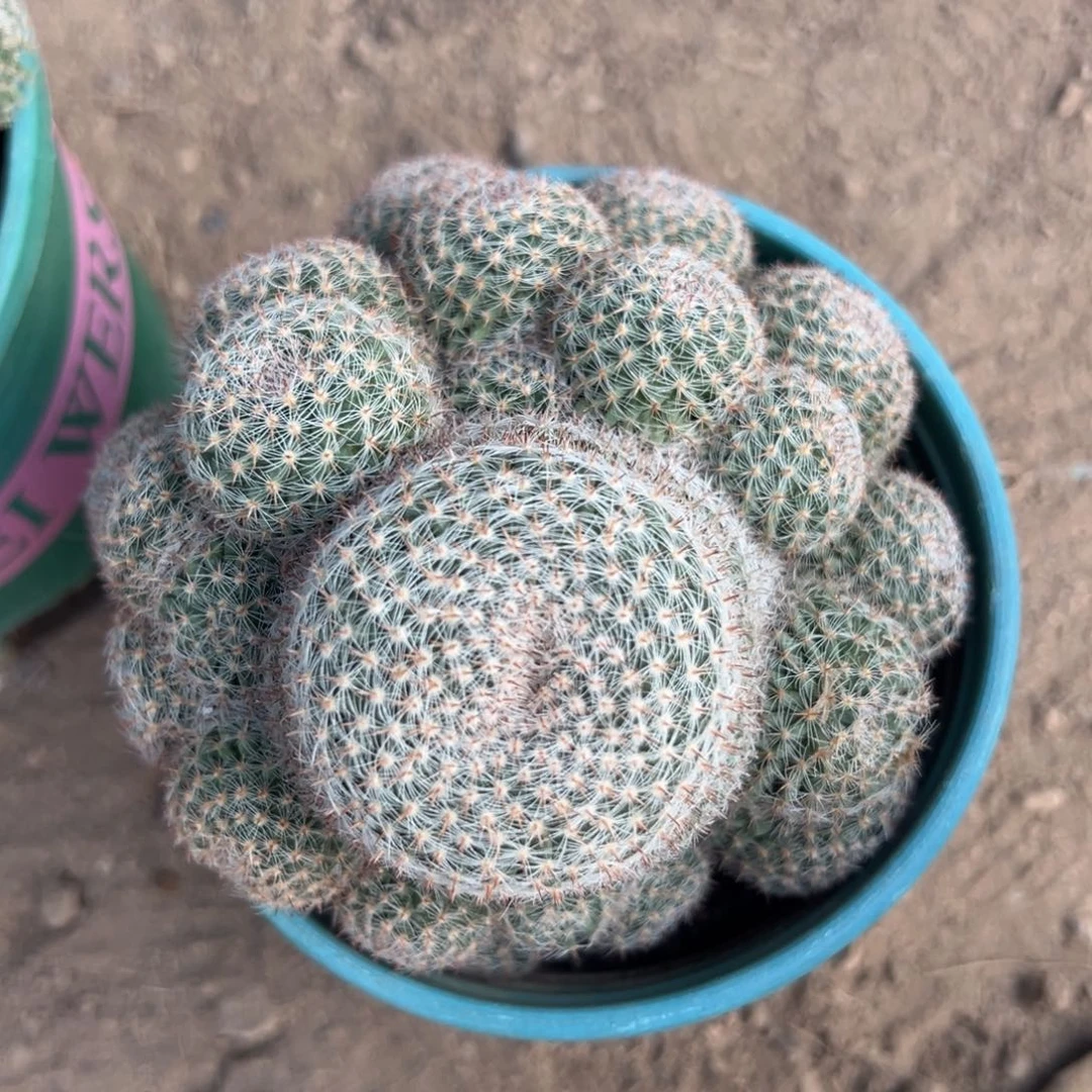 歲***歌零零落落 零零落落