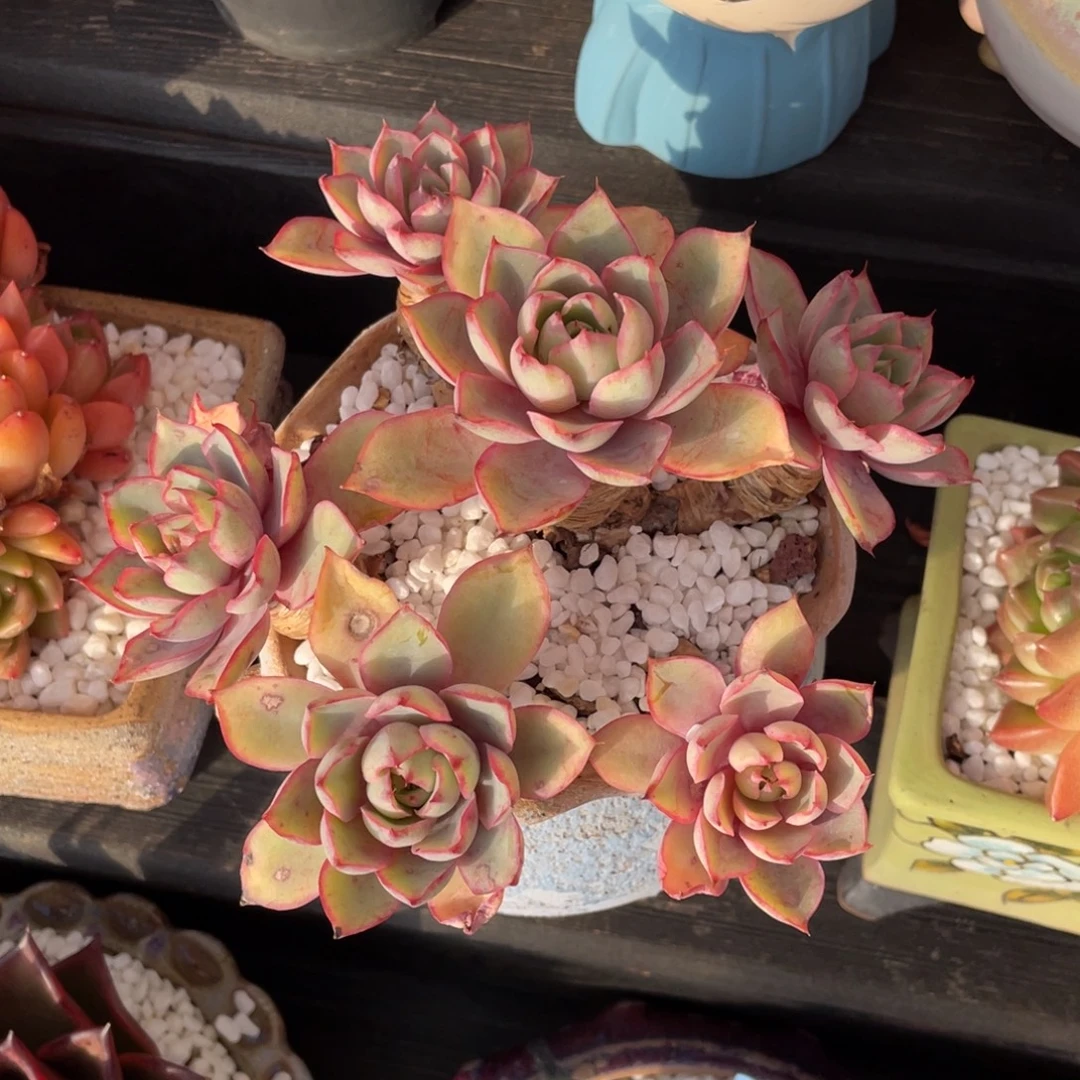 多肉植物盆栽多肉