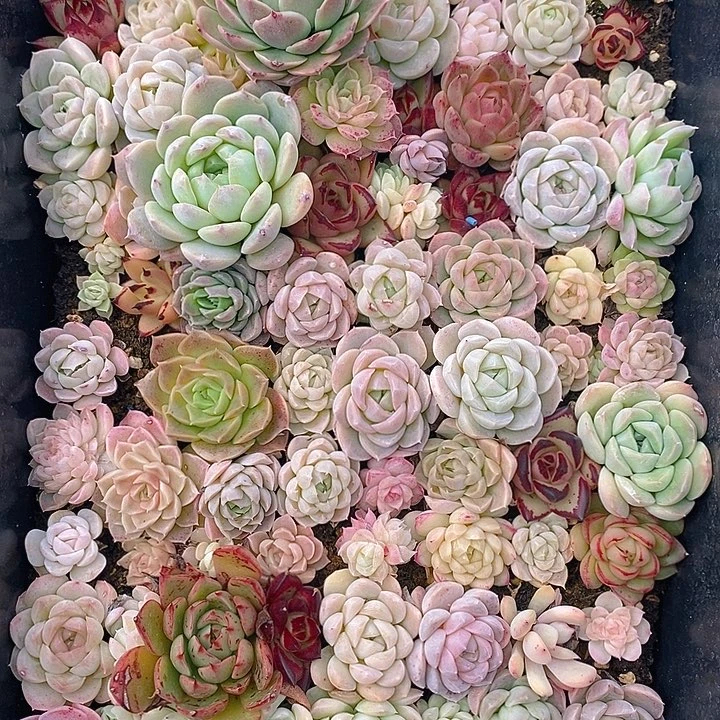 33 多肉植物盆栽花卉植物