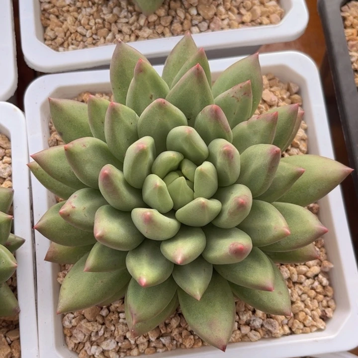 每日的微博是因为我们