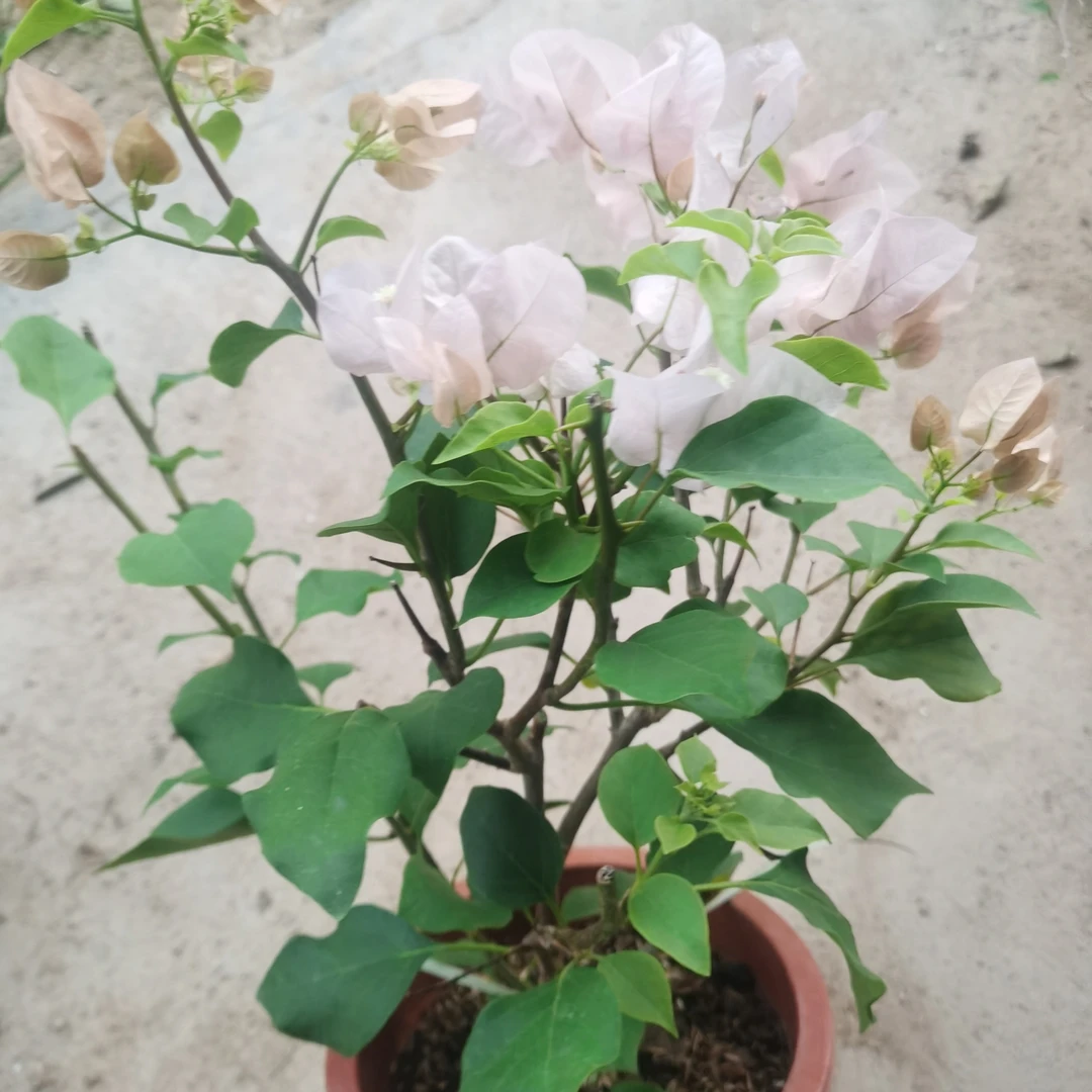 三角梅原生石楠花阿达的喜悦品种苗好养勤花四季开花养花绿植