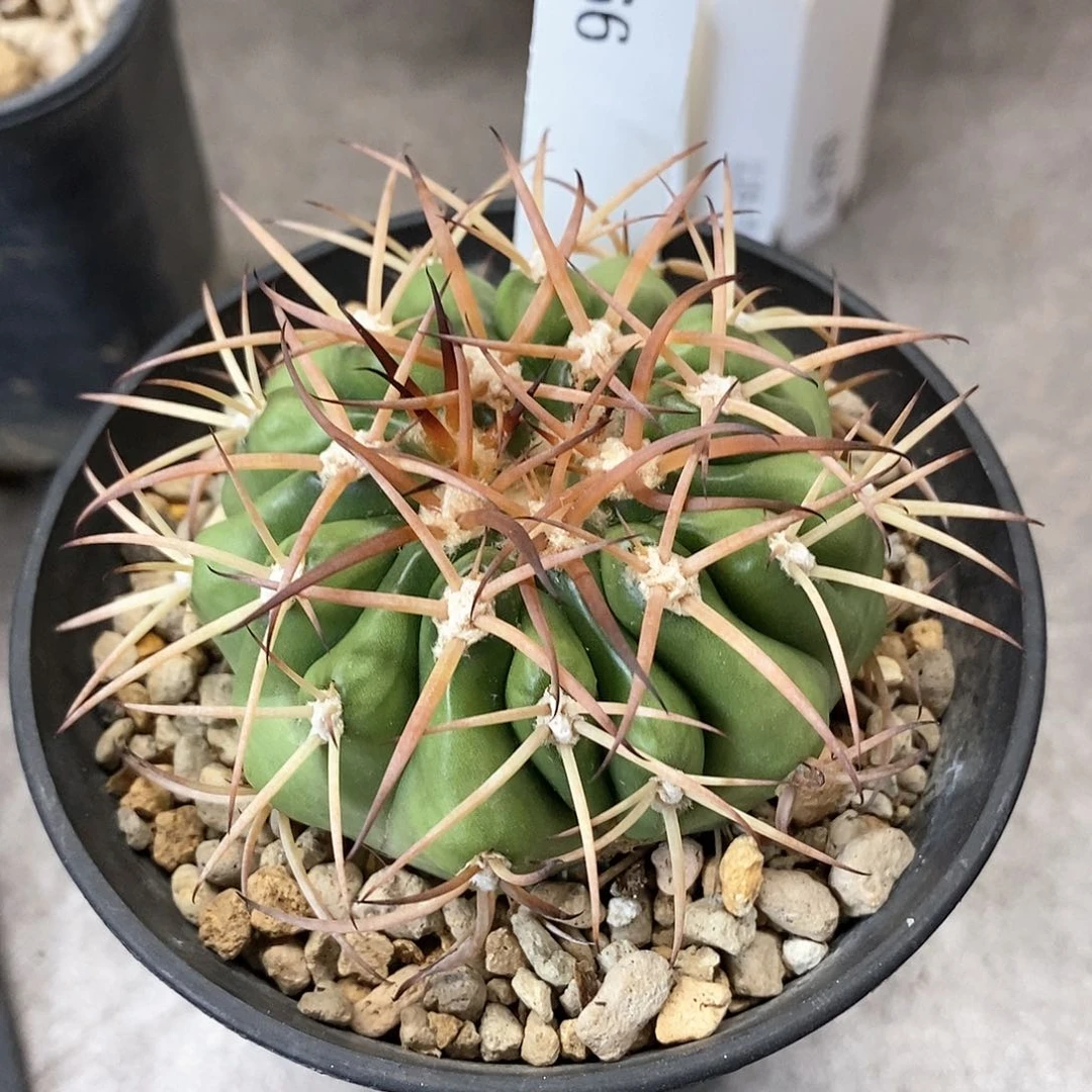 G966花油专拍仙人球开花
