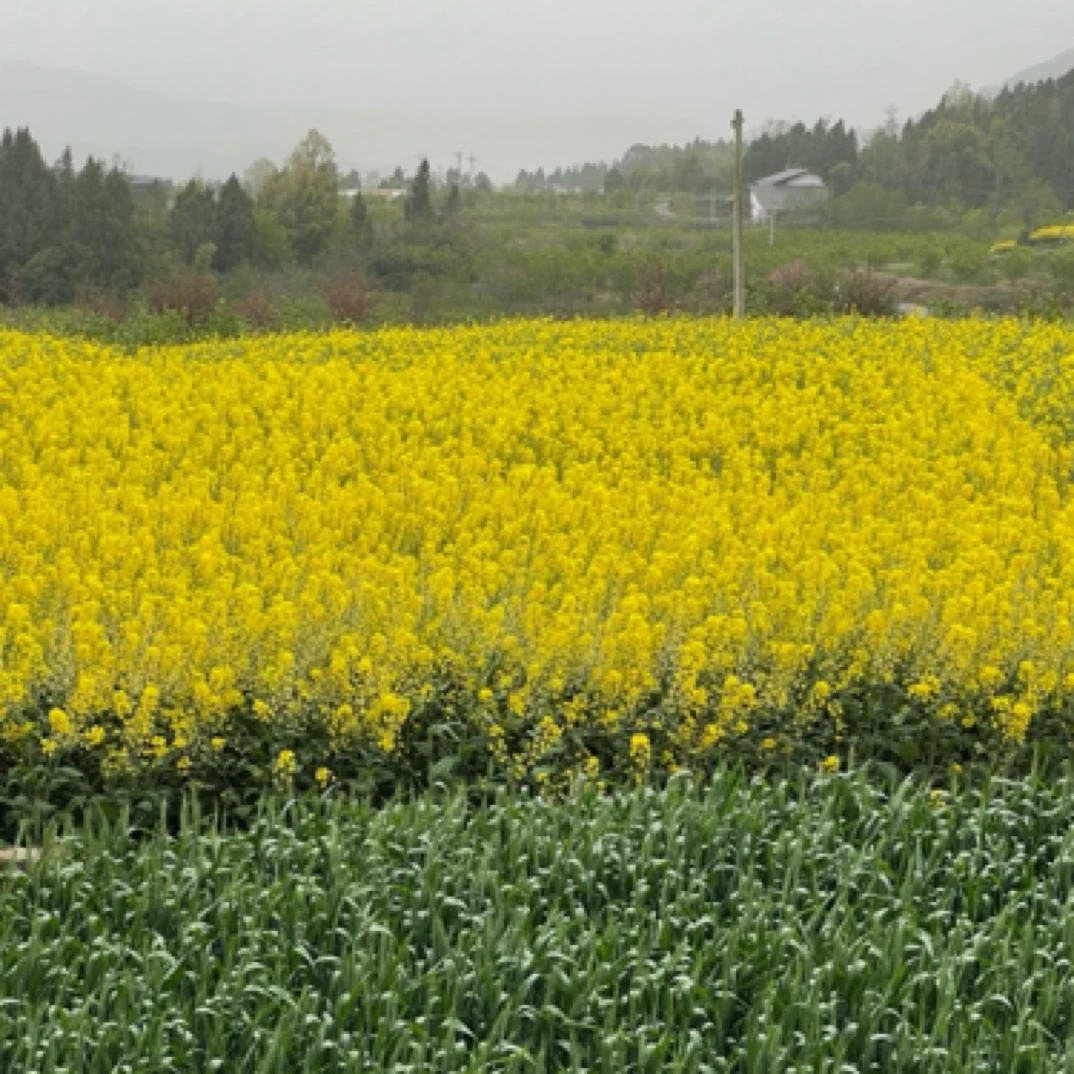 巴适乡味直播间交朋友乡村集市代购