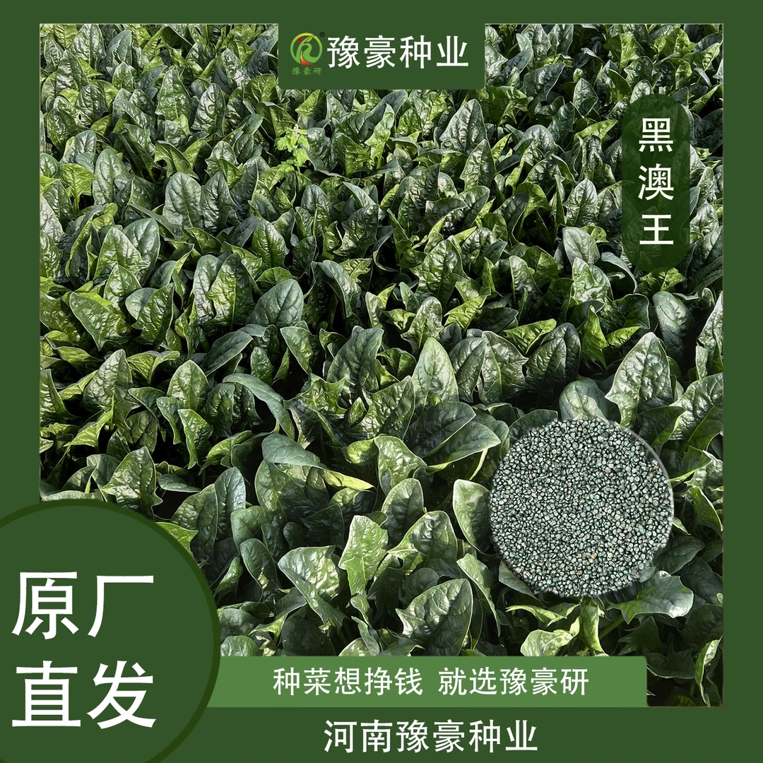 黑澳王菠菜种子耐寒菠菜易种越冬菠菜种子秋冬种植菠菜种子蔬菜