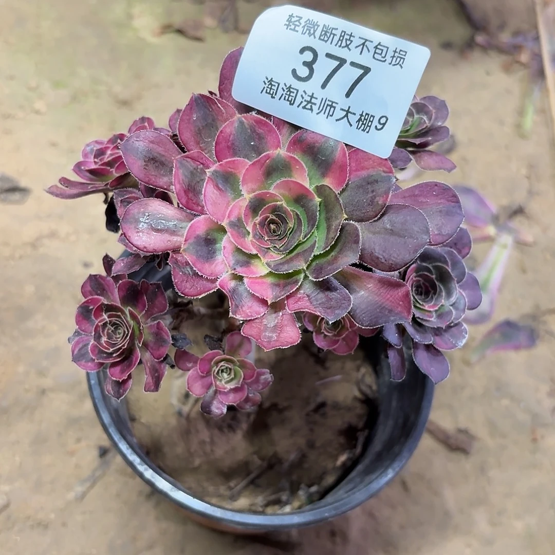377花蝴蝶多肉植物法师