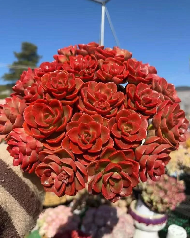 X 红酒玫瑰 耐晒皮实 绿植 室内室外都能养