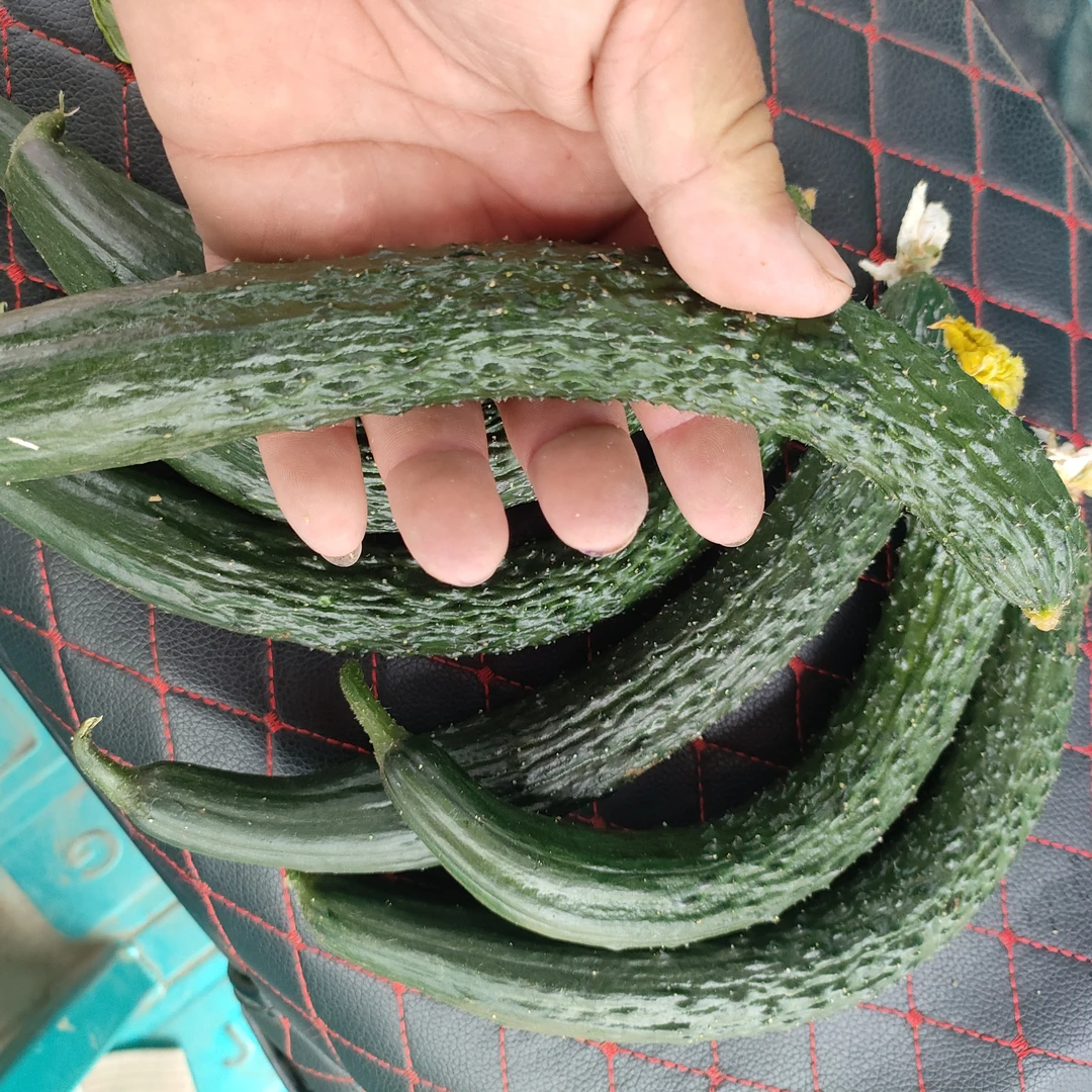 自家种的【自然成长黄瓜】现摘现发新鲜到家