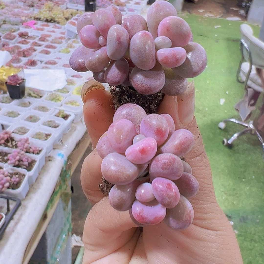 双头丸叶糖果桃蛋4个19包邮