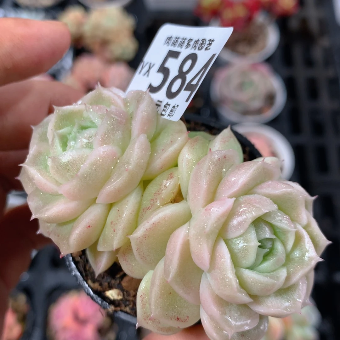 5CM拇指盆精控多肉YX584