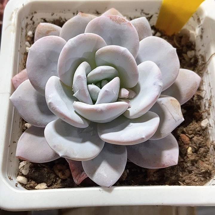 多肉植物雪莲2004