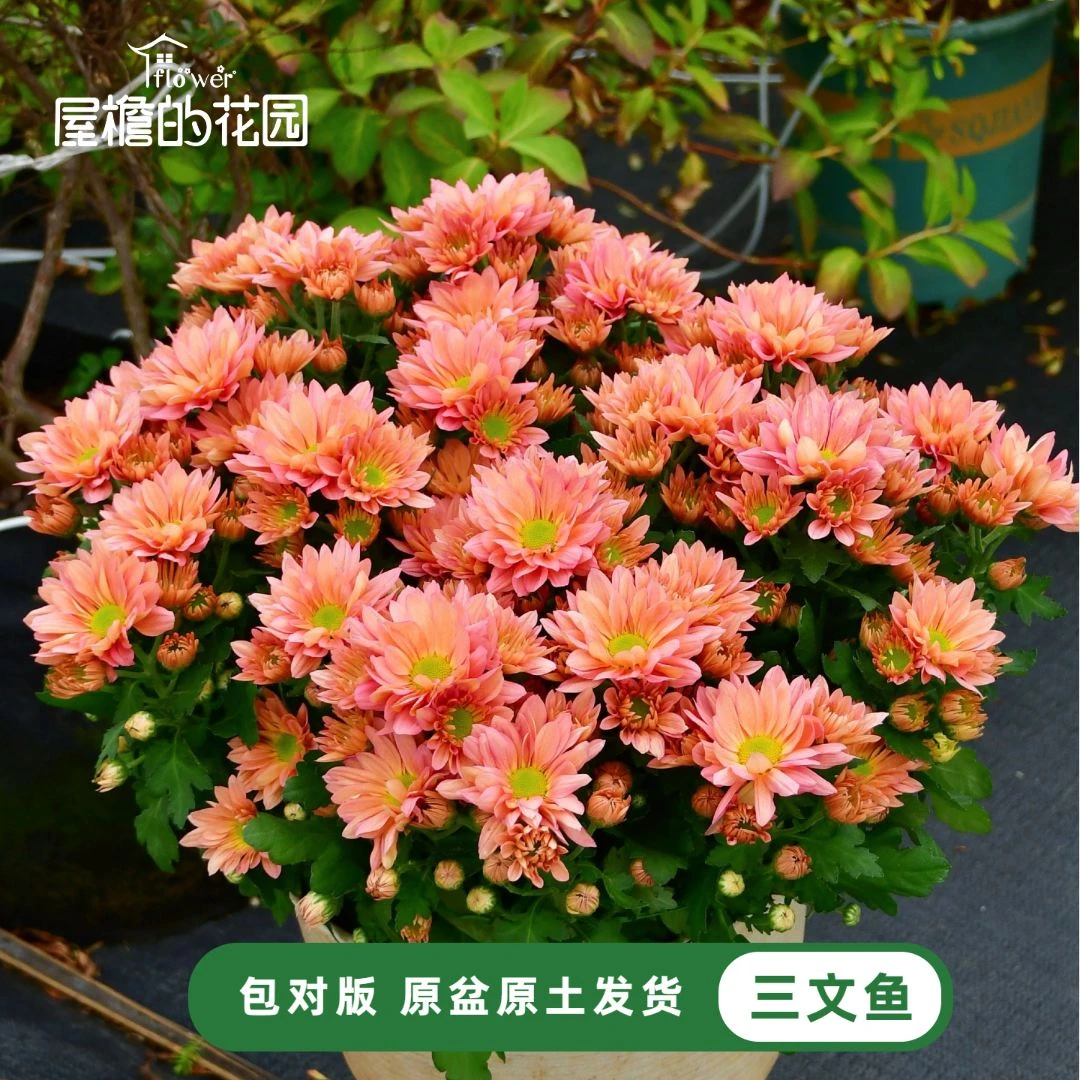 三文鱼荷兰菊 露天盆栽花苗 多季节重复开花 带花苞发货